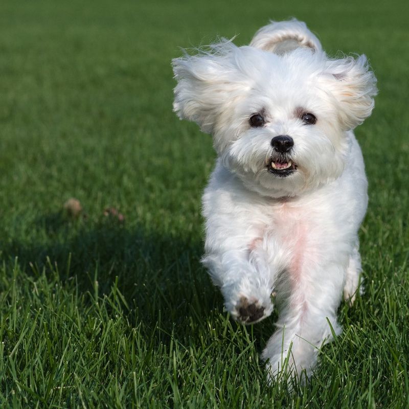 Maltese