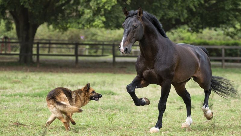 German Shepherd
