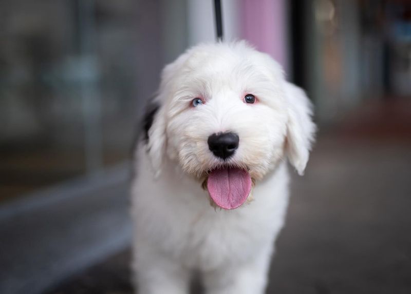 Old English Sheepdog