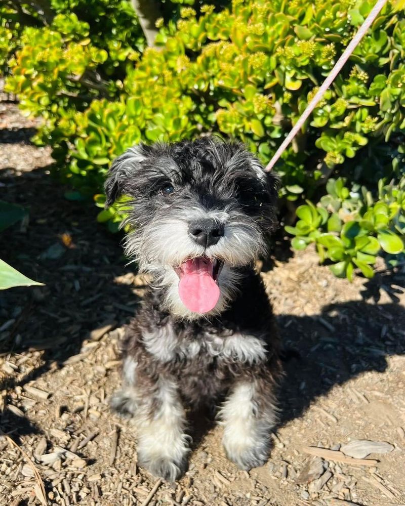 Miniature Schnauzer