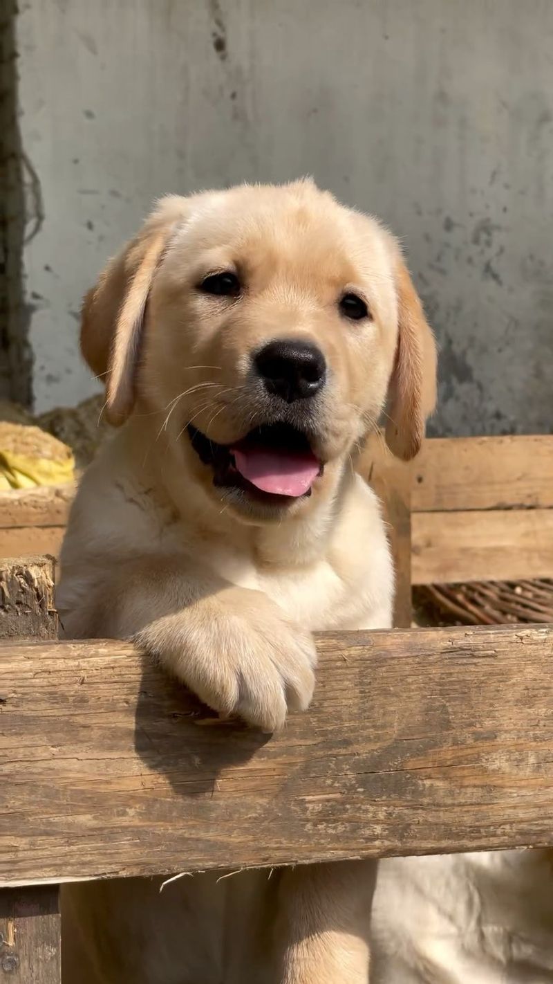 Labrador Retriever
