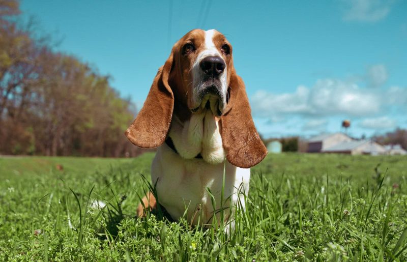 Basset Hound - Kentucky