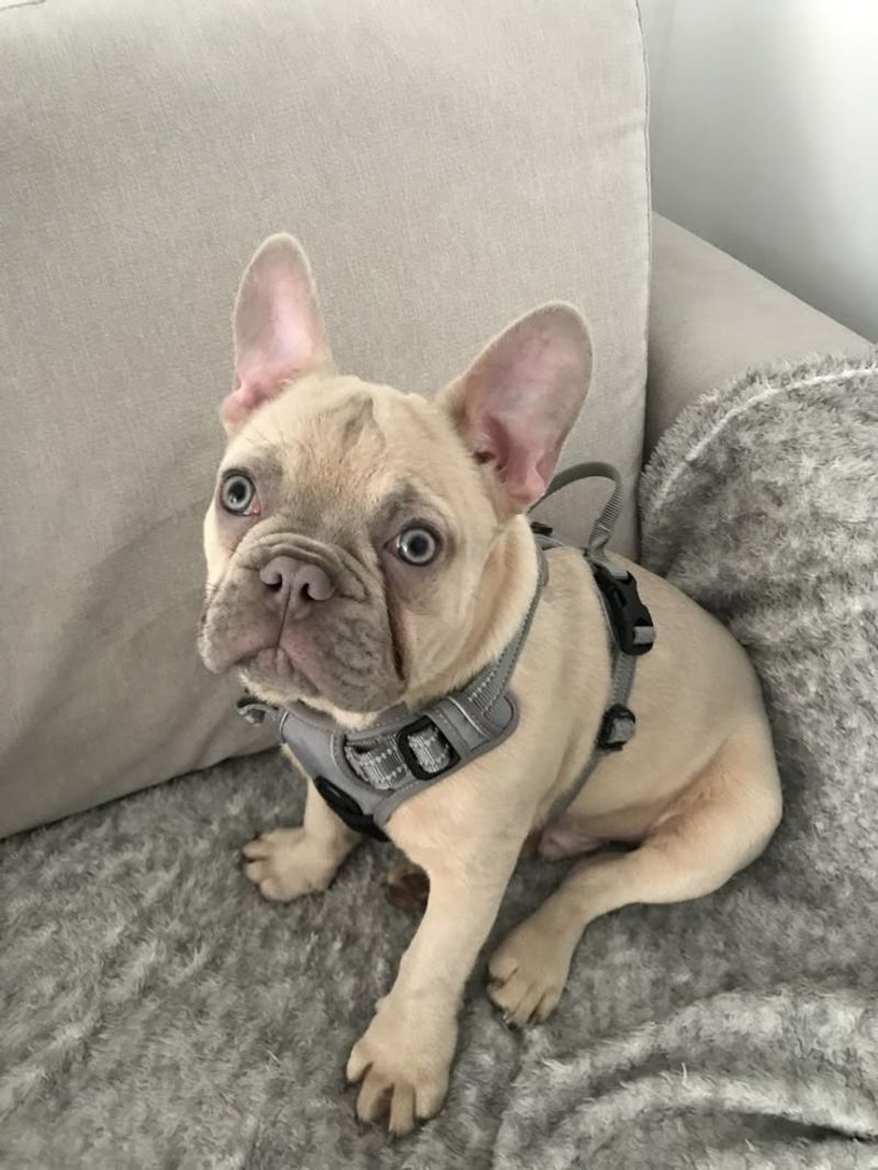 French Bulldog