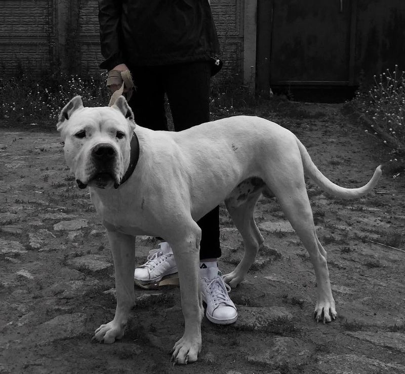 Dogo Argentino