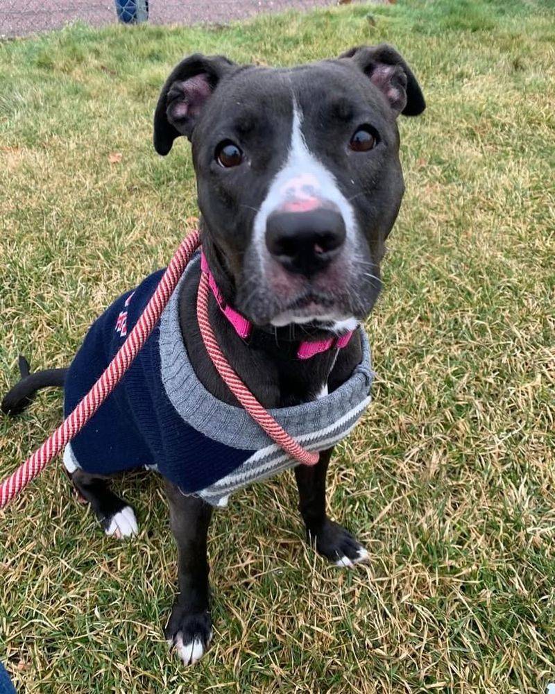 American Staffordshire Terrier