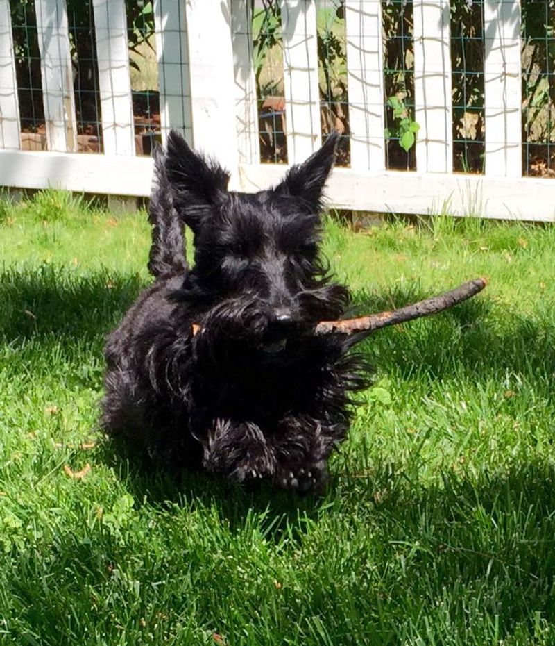 Scottish Terrier