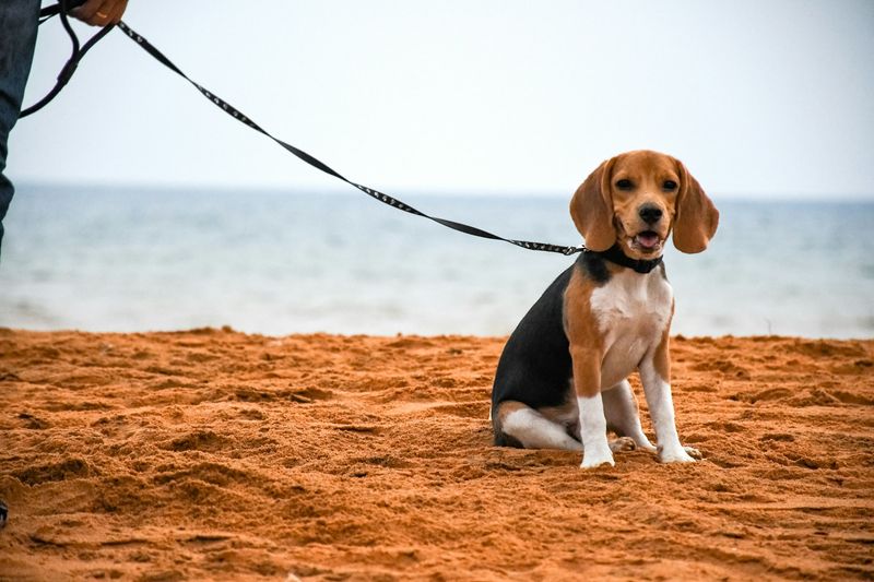 Beagle