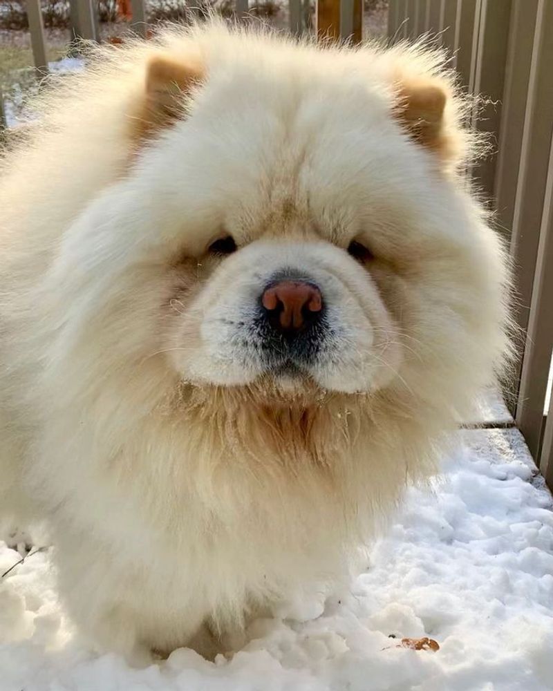 Chow Chow
