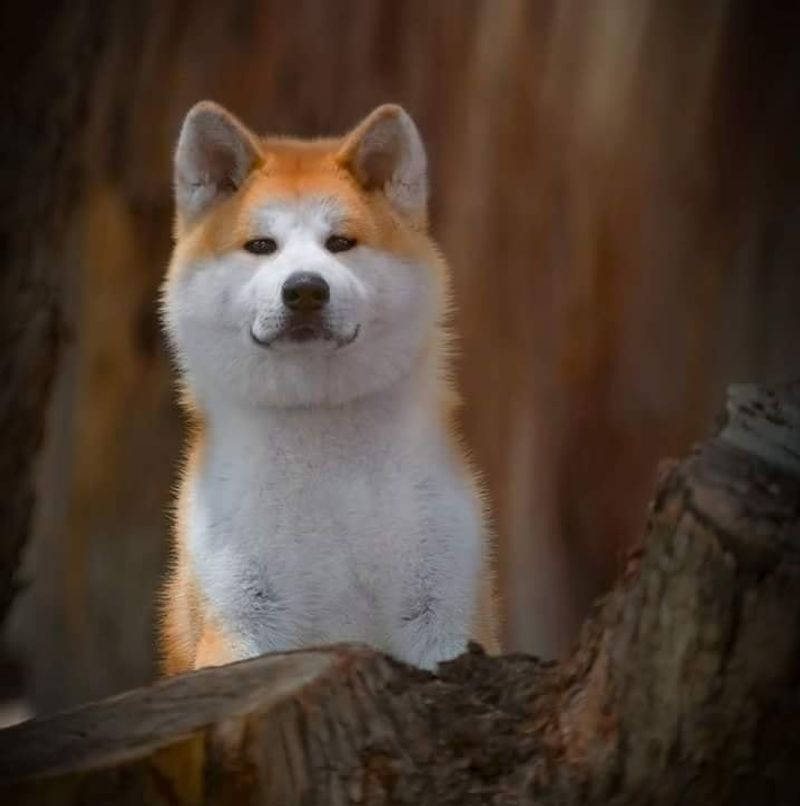 Akita Inu