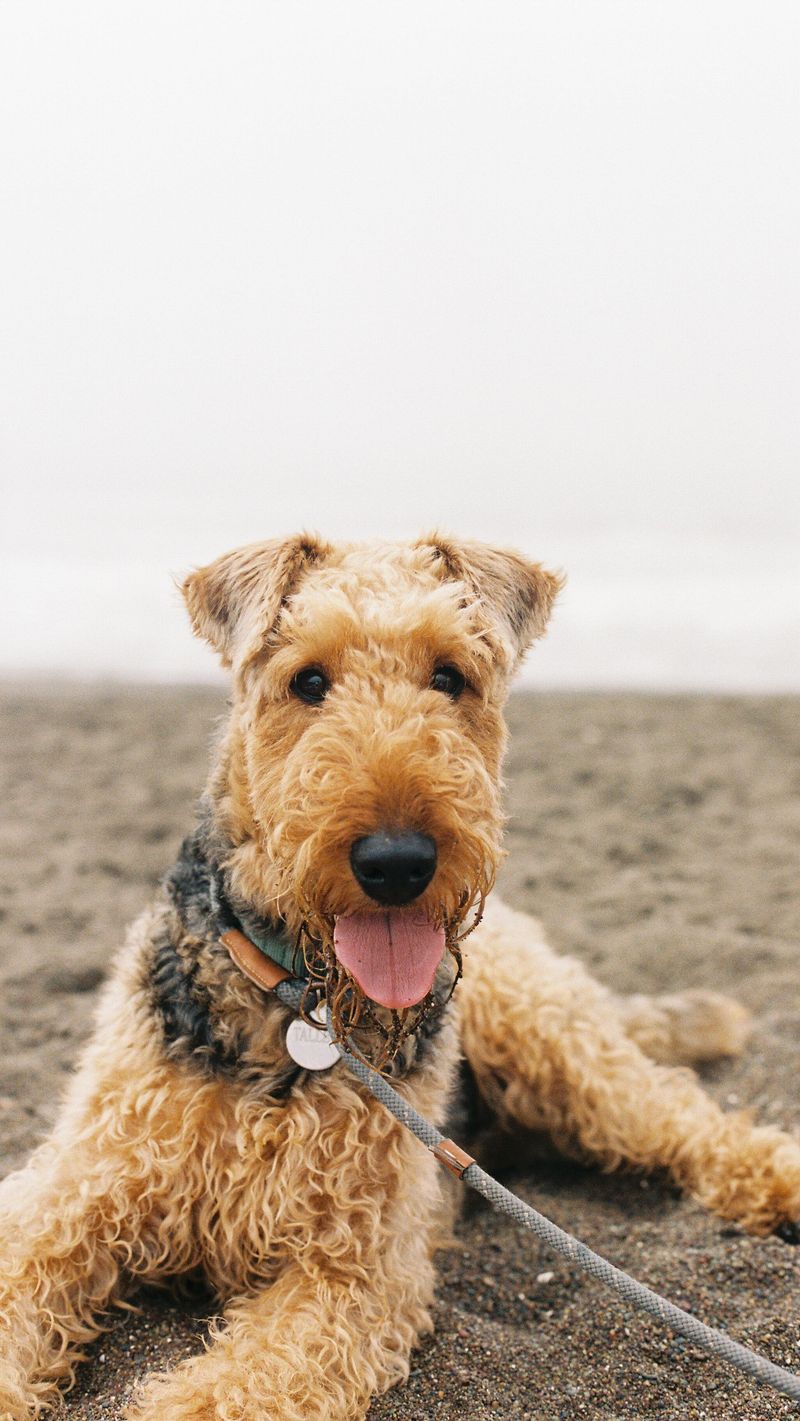 Airedale Terrier