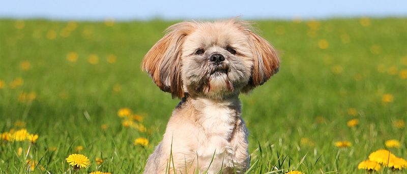 Lhasa Apso