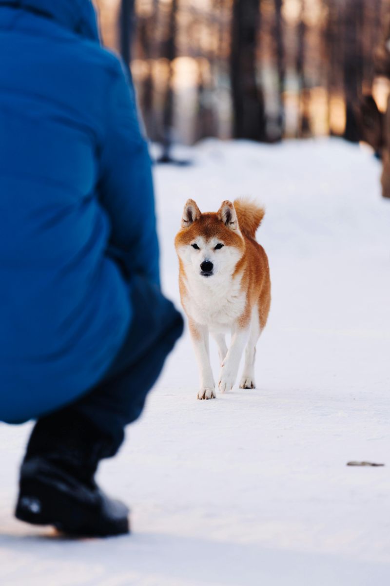 Akita Inu