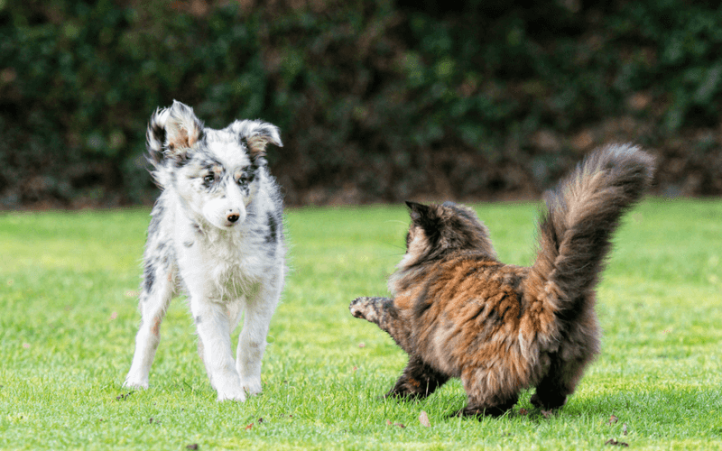 Border Collie