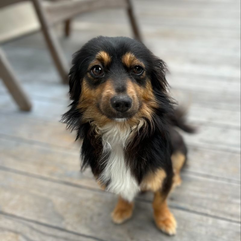 Dachshund