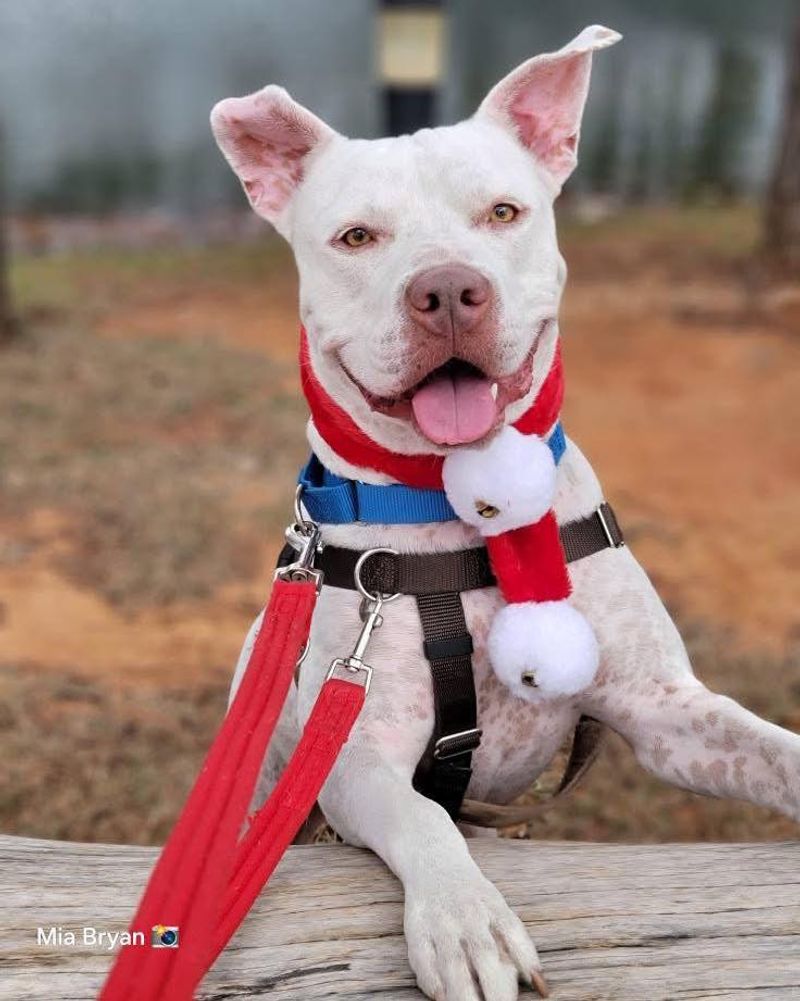 Pit Bull