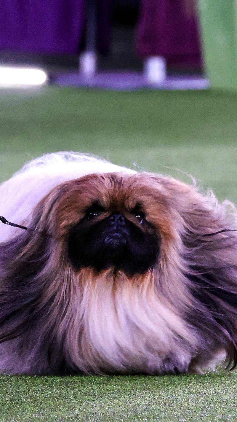 Pekingese