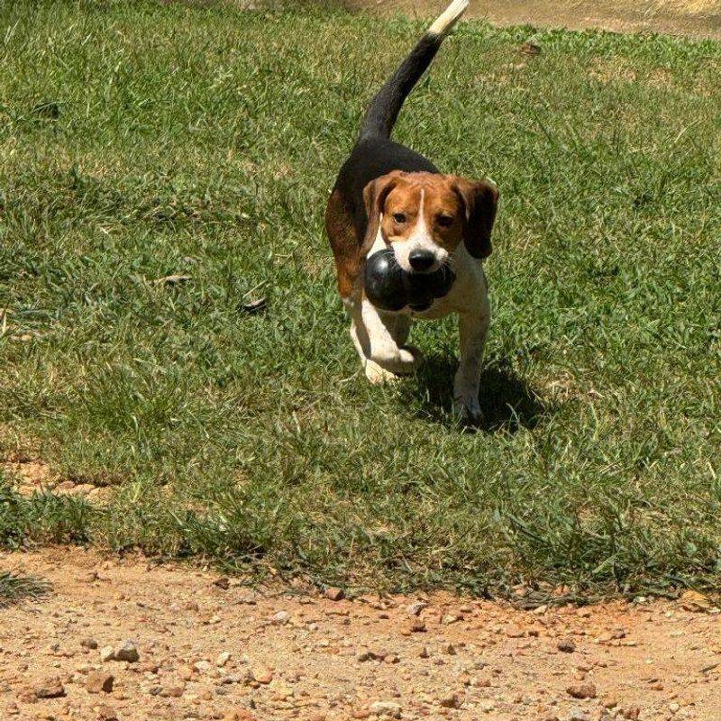 Beagle