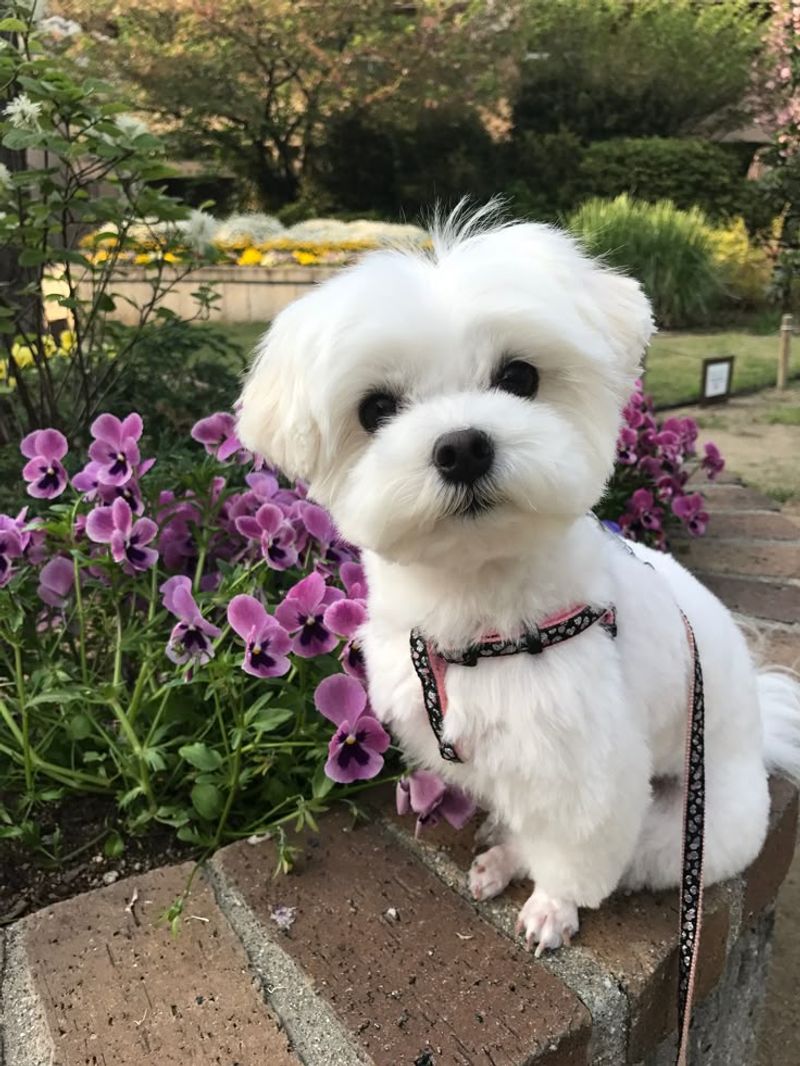 Maltese
