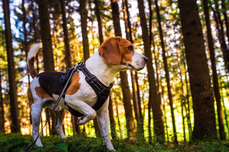 Beagle