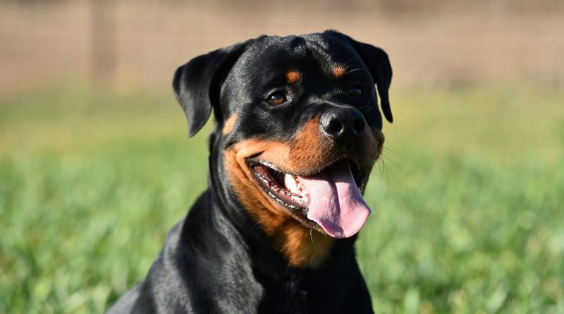 Rottweiler