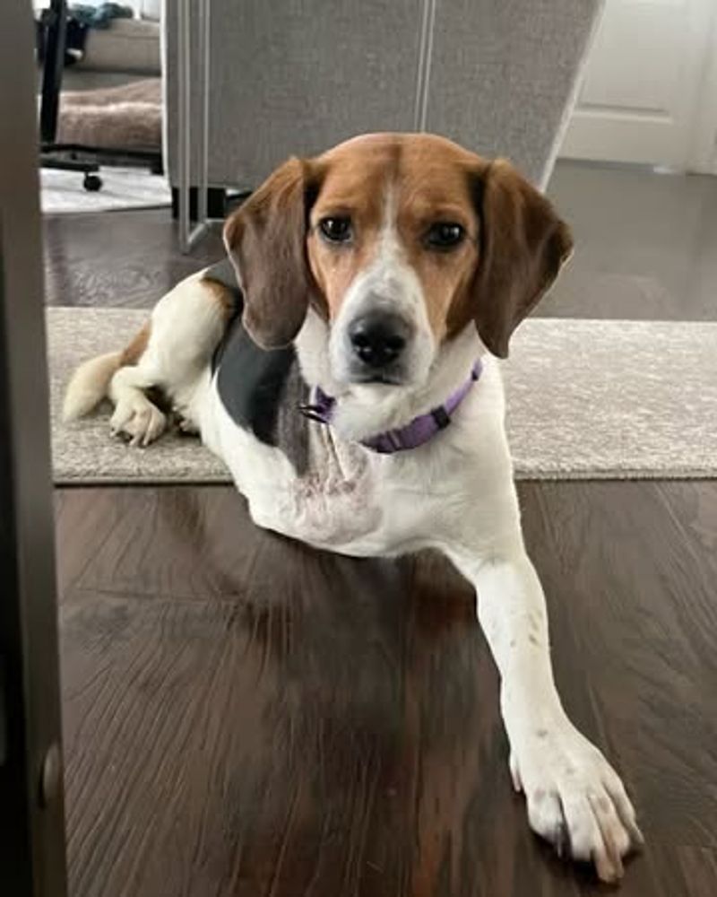 Beagle