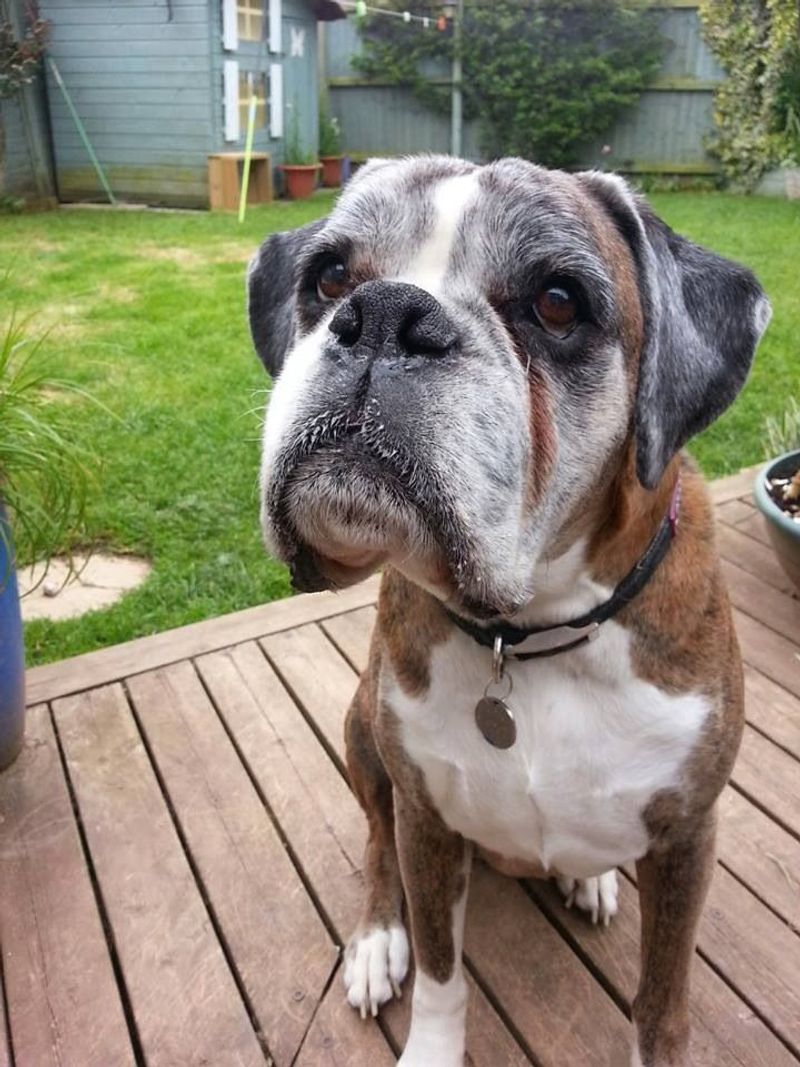 Boxer