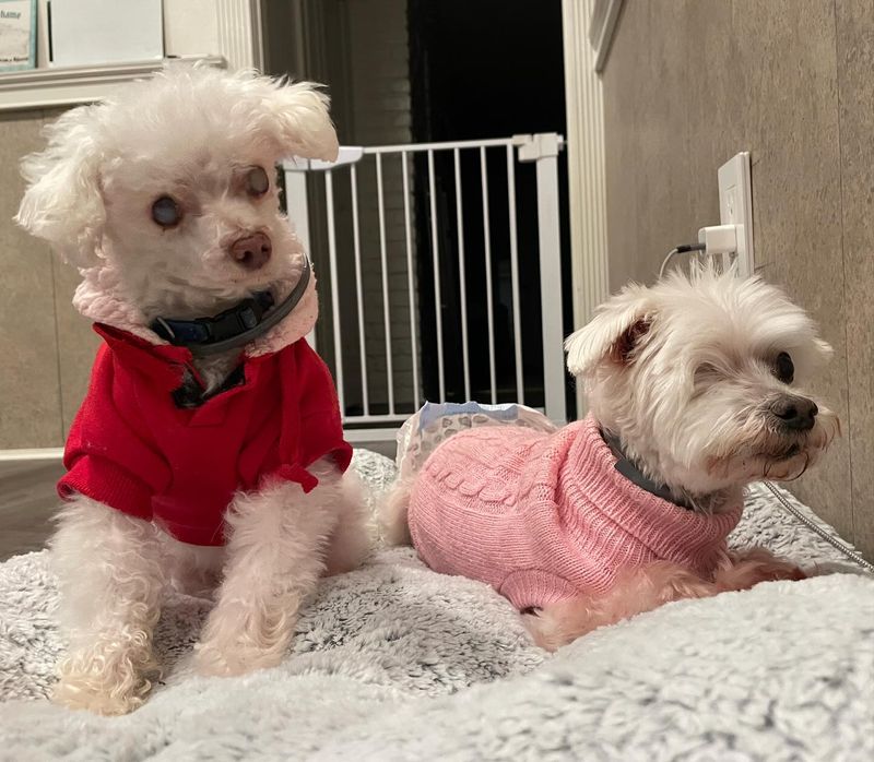 Maltese