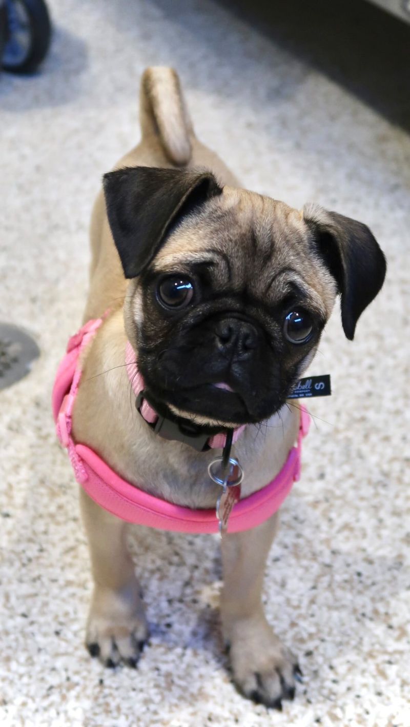 Pug