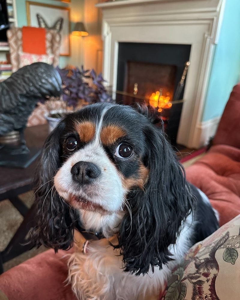 Cavalier King Charles Spaniel