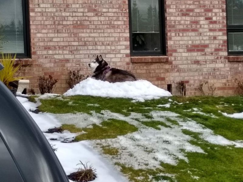 Siberian Husky - Alaska
