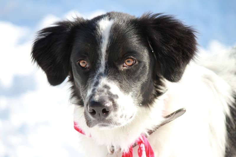 Border Collie-Spaniel Mix (Sprollie)