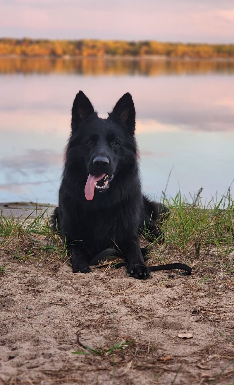 Black German Shepherd