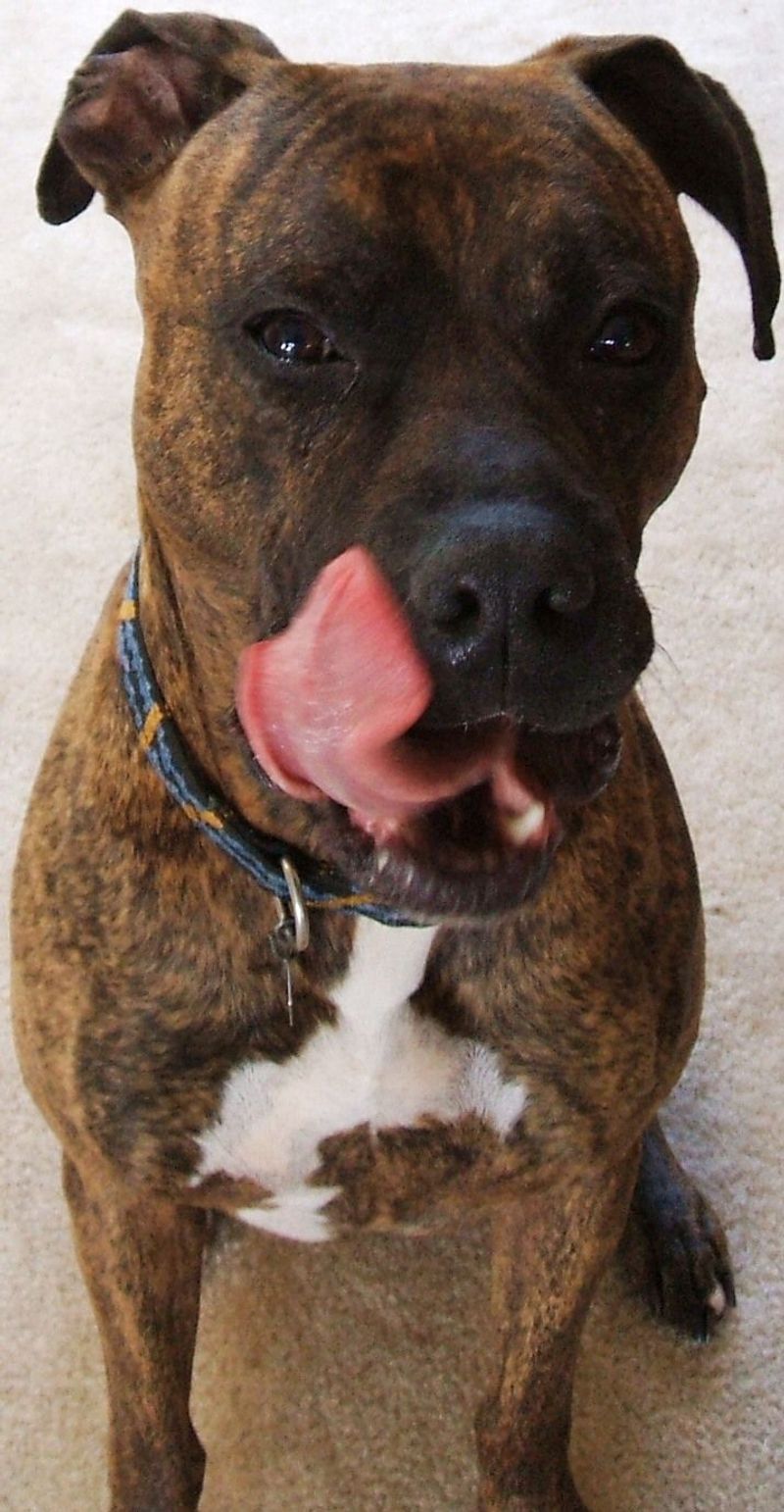 Boxer