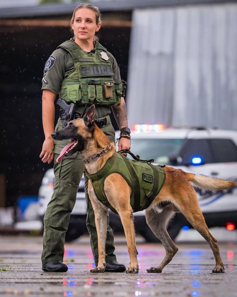Belgian Malinois