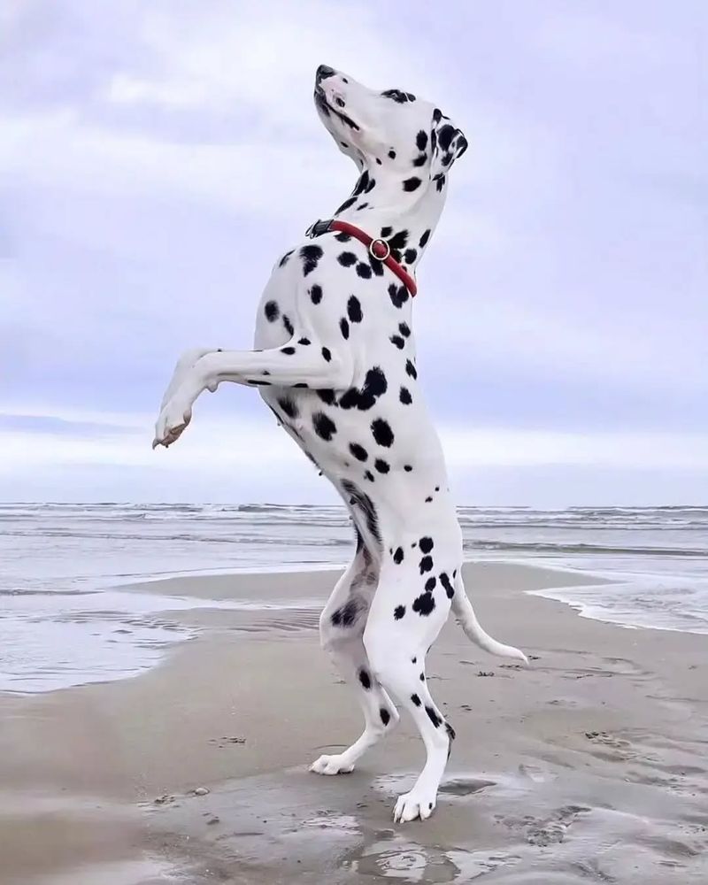 Dalmatian