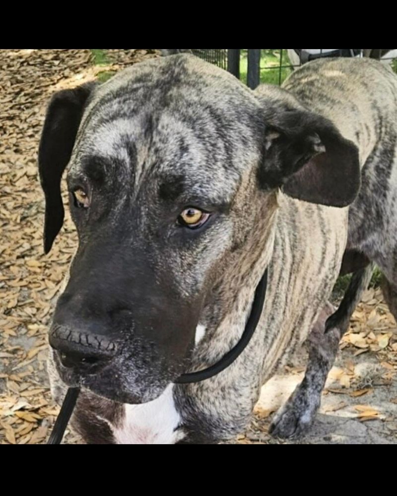 Great Dane