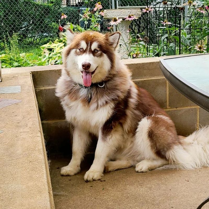 Alaskan Malamute