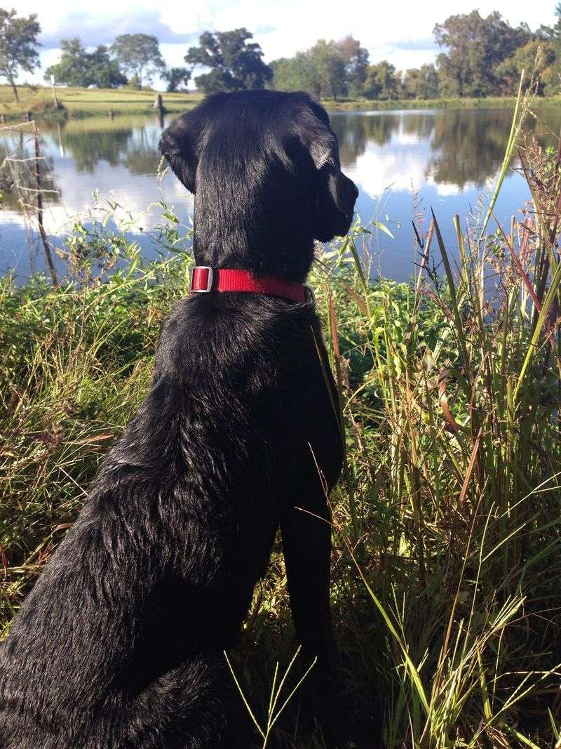 Labrador Retriever