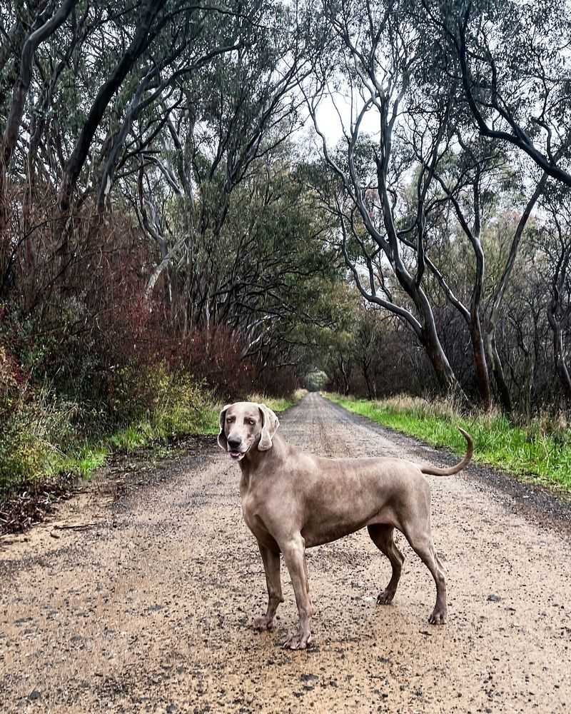 Weimaraner