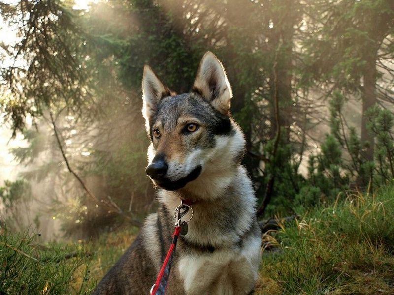 Czechoslovakian Wolfdog