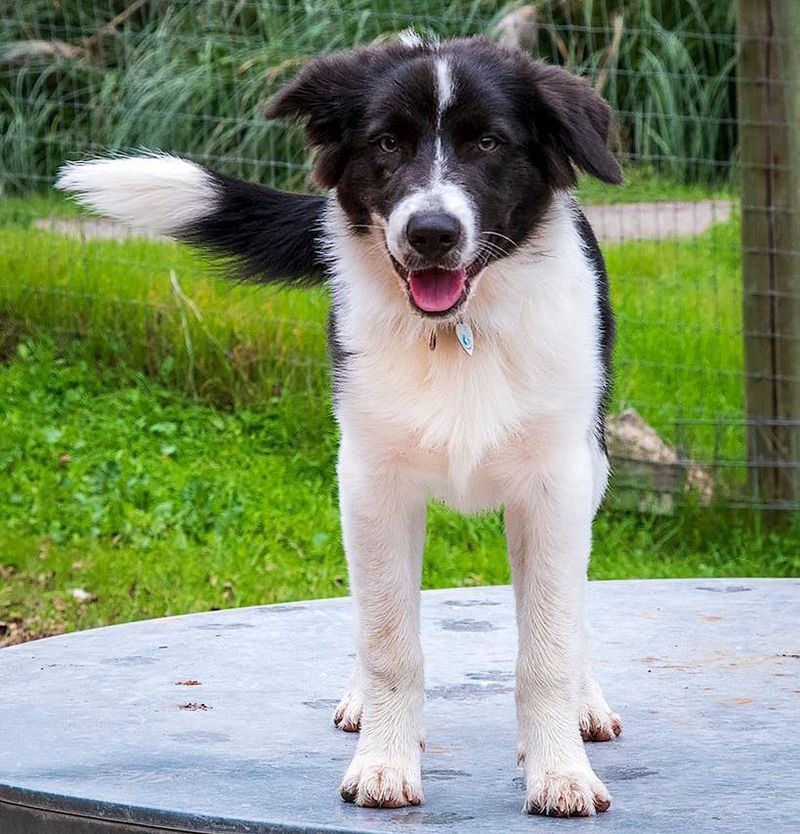 Border Collie