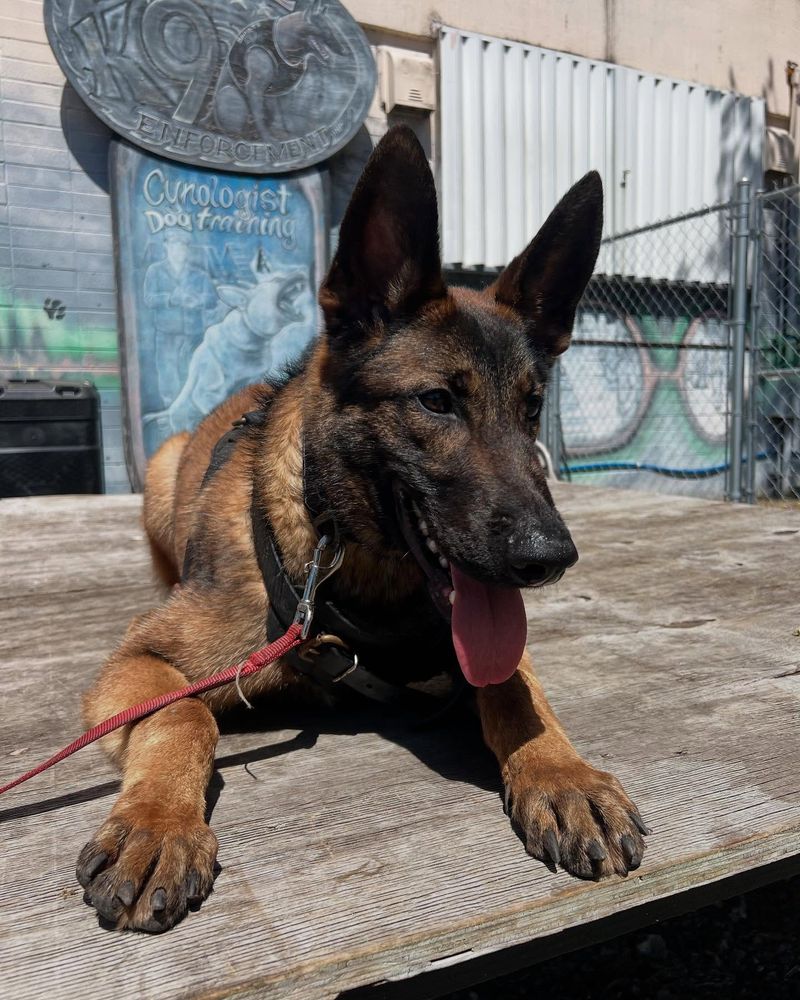 Belgian Malinois