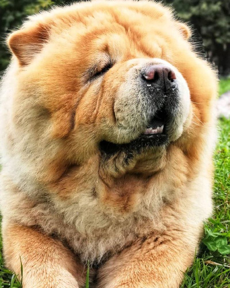 Chow Chow