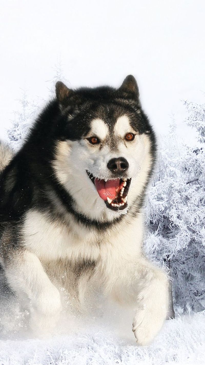 Alaskan Malamute