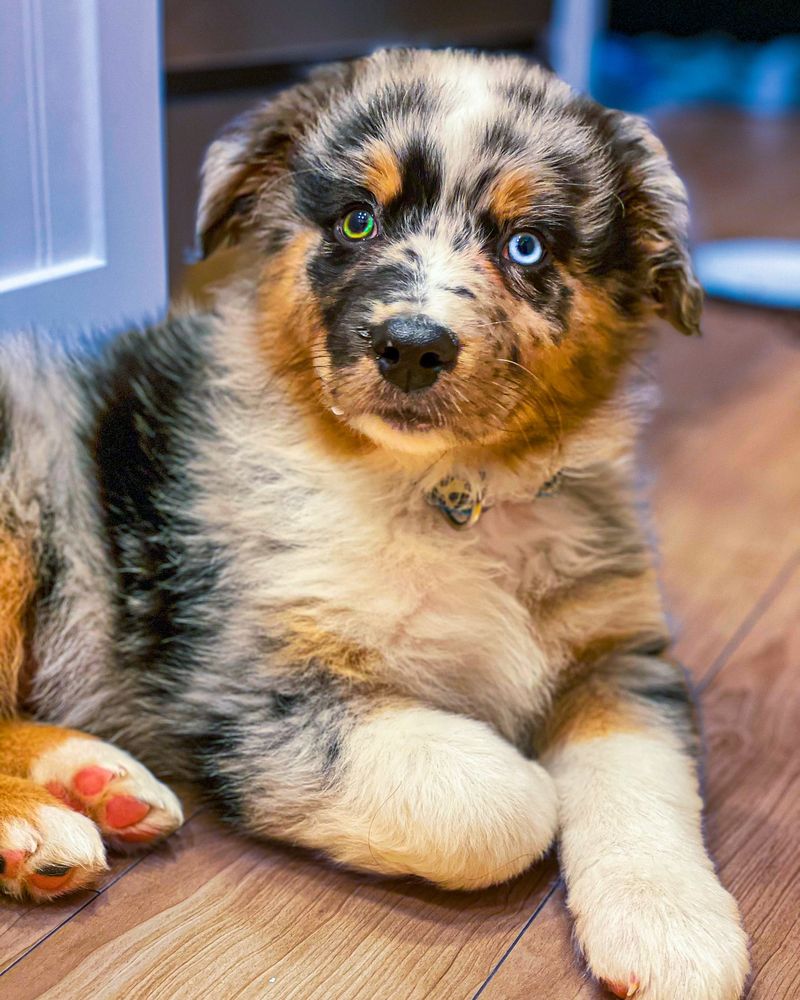 Australian Shepherd