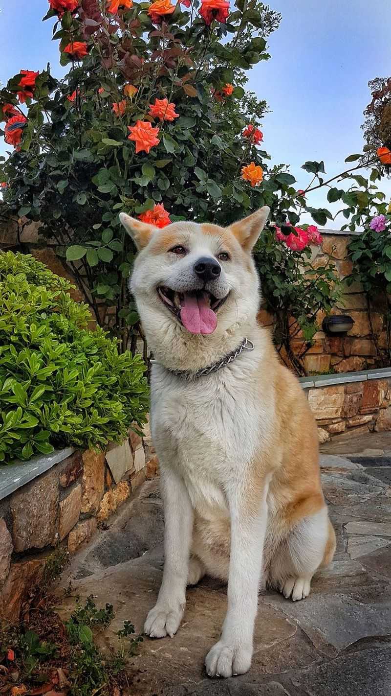 Akita
