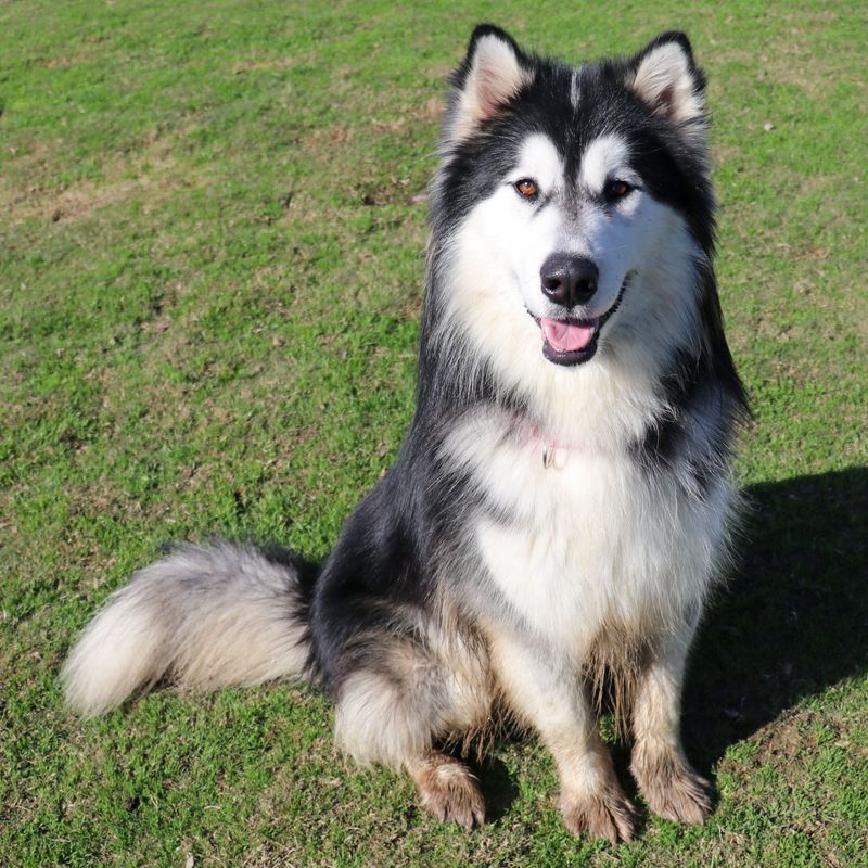 Alaskan Malamute