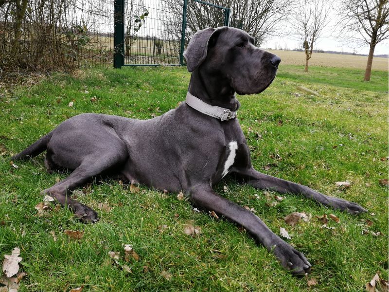 Great Dane - Indiana