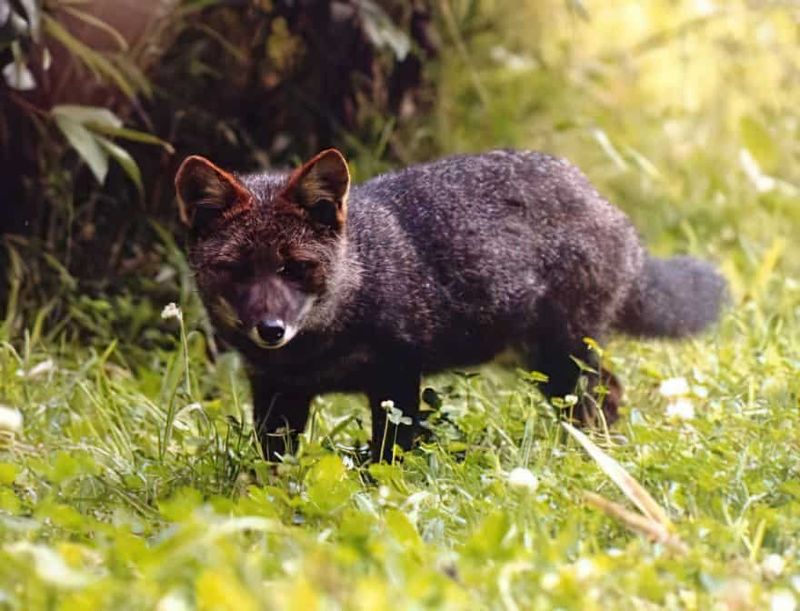 Darwin's Fox