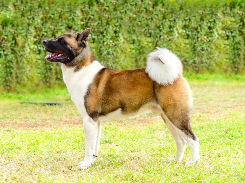 Ears and Tail